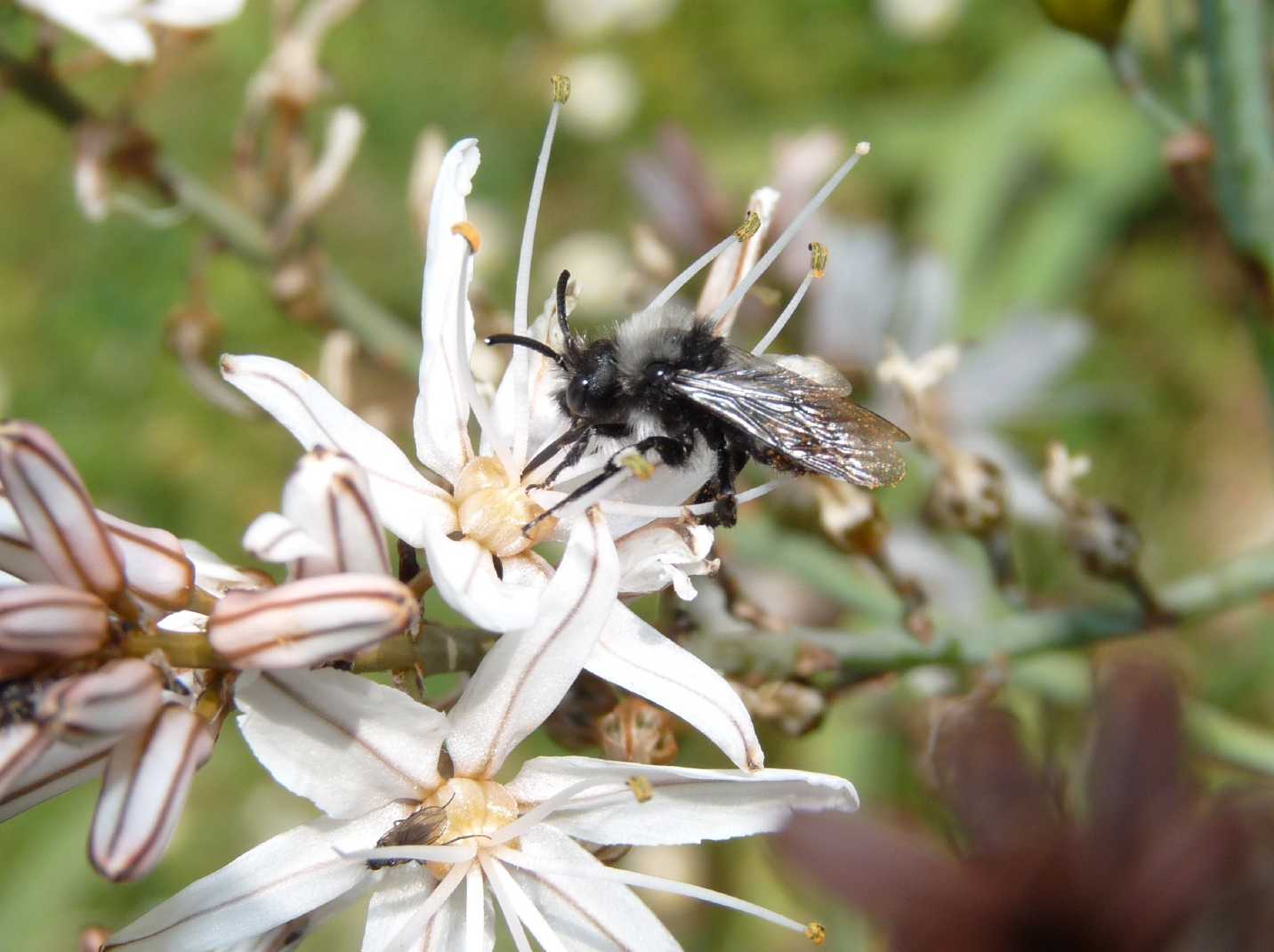 Un pascolo di asfodeli (Melecta sp?)